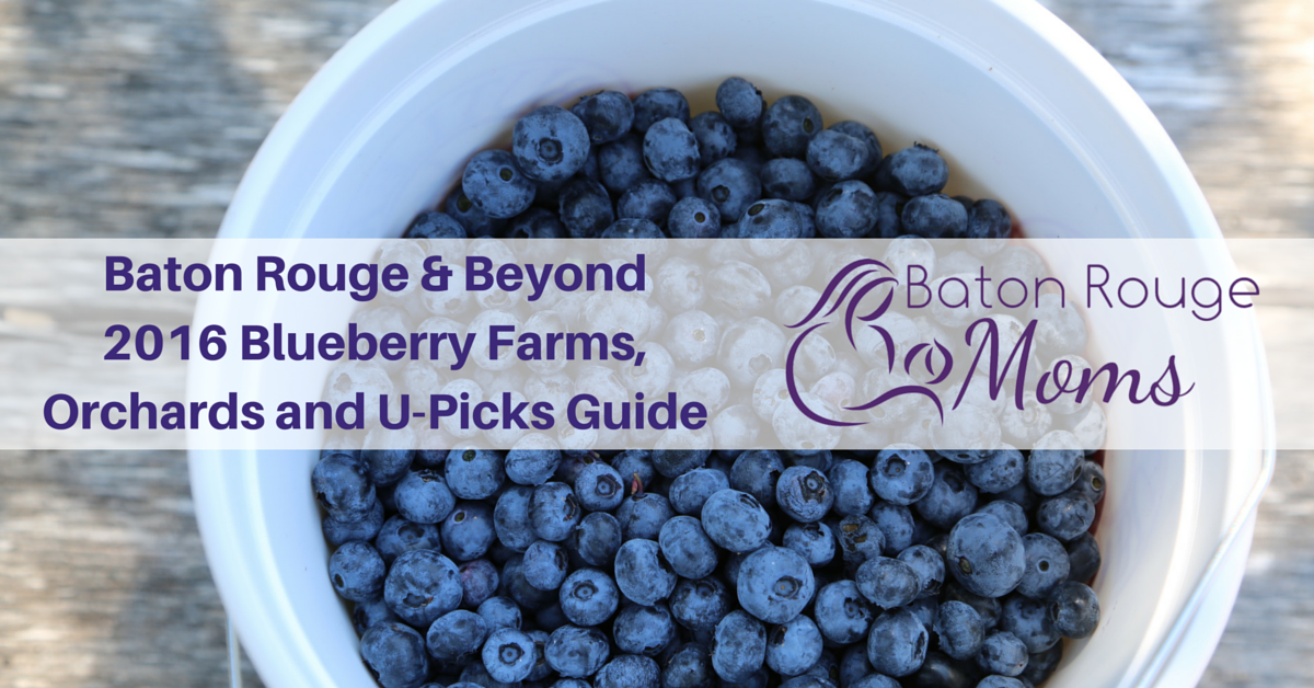 Blueberry picking near Baton Rouge