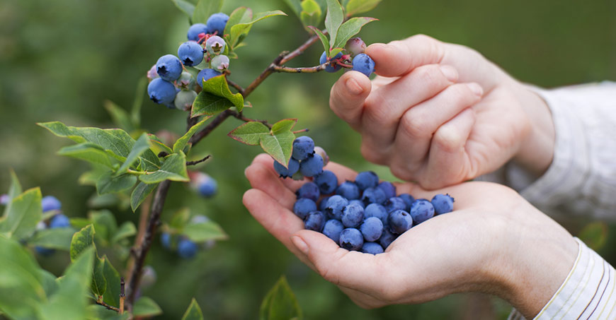 pick-blueberries.jpg