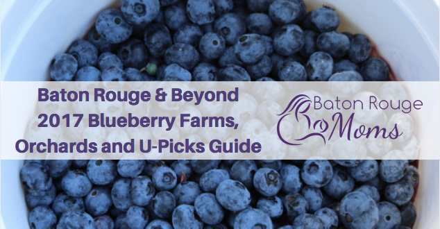 Blueberry picking near Baton Rouge & Beyond - Louisiana ...